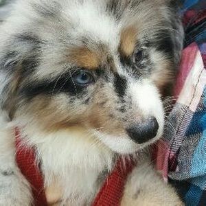 Meet your Posher, Dana